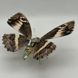 Steampunk butterfly Caligo eurilochus 200PCS metal puzzle model kit